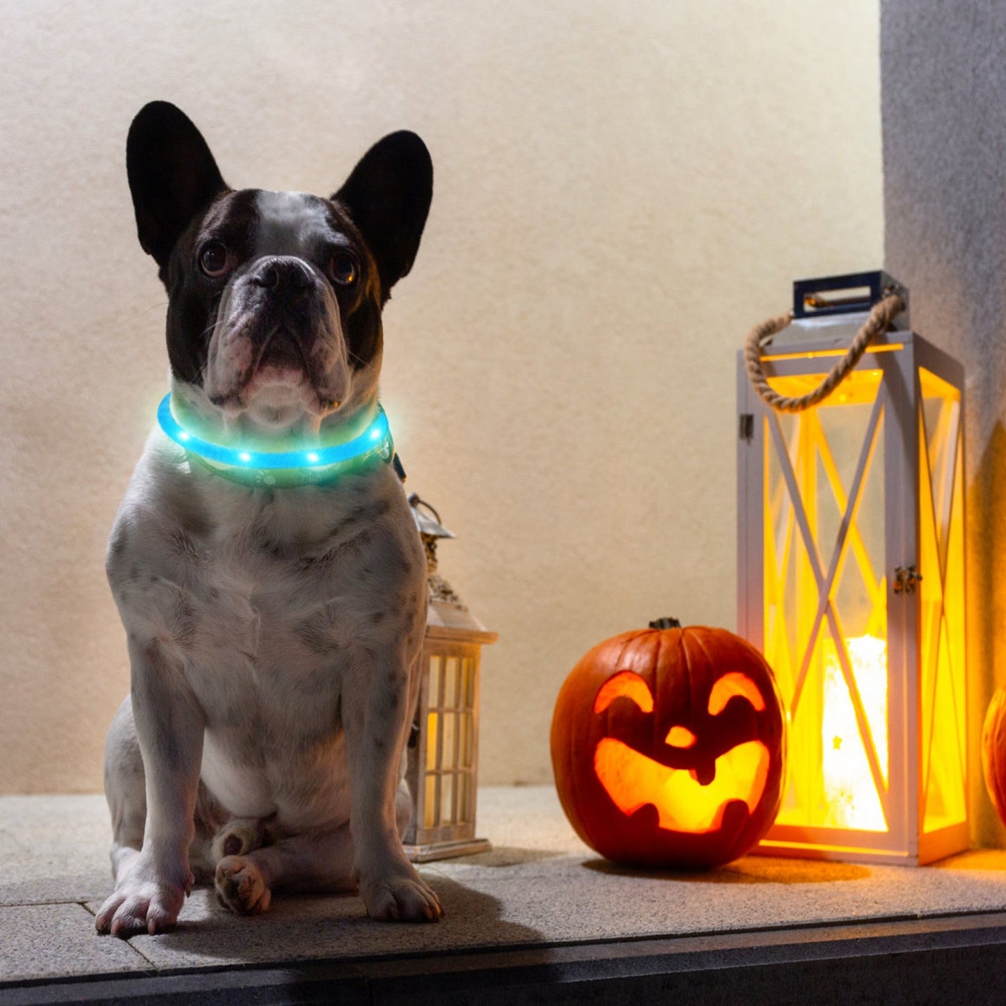 Glowing Dog Collar for Small to Medium sized Dogs w/ Rechargeable USB
